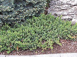 Dwarf Japanese Garden Juniper (Juniperus procumbens 'Nana') at Schulte's Greenhouse & Nursery