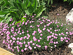 Tiny Rubies Dwarf Mat Pinks (Dianthus gratianopolitanus 'Tiny Rubies') at Schulte's Greenhouse & Nursery