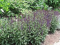 Caradonna Sage (Salvia x sylvestris 'Caradonna') at Schulte's Greenhouse & Nursery