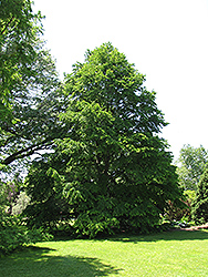 Katsura Tree (Cercidiphyllum japonicum) at Schulte's Greenhouse & Nursery