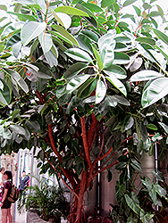 Rubber Tree (Ficus elastica) at Schulte's Greenhouse & Nursery