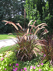Purple Fountain Grass (Pennisetum setaceum 'Rubrum') at Schulte's Greenhouse & Nursery