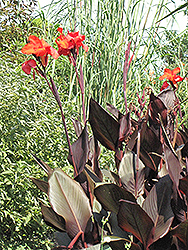 Tropicanna Black Canna (Canna 'Tropicanna Black') at Schulte's Greenhouse & Nursery