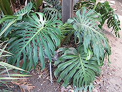 Monstera Deliciosa Plant (Monstera deliciosa) at Schulte's Greenhouse & Nursery