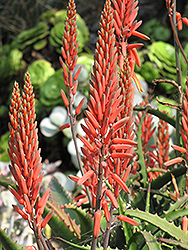 Aloe Vera (Aloe vera) at Schulte's Greenhouse & Nursery