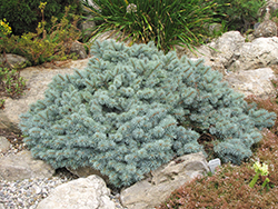 St. Mary's Broom Creeping Blue Spruce (Picea pungens 'St. Mary's Broom') at Schulte's Greenhouse & Nursery