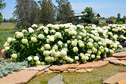 Incrediball Hydrangea (Hydrangea arborescens 'Abetwo') at Schulte's Greenhouse & Nursery