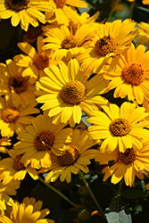 Tuscan Sun False Sunflower (Heliopsis helianthoides 'Tuscan Sun') at Schulte's Greenhouse & Nursery