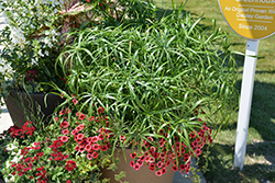 Baby Tut Umbrella Grass (Cyperus involucratus 'Baby Tut') at Schulte's Greenhouse & Nursery