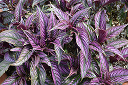 Persian Shield (Strobilanthes dyerianus) at Schulte's Greenhouse & Nursery