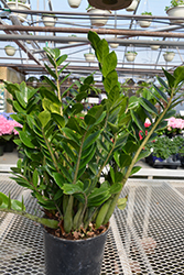 ZZ Plant (Zamioculcas zamiifolia) at Schulte's Greenhouse & Nursery