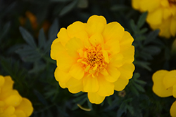 Durango Yellow Marigold (Tagetes patula 'Durango Yellow') at Schulte's Greenhouse & Nursery