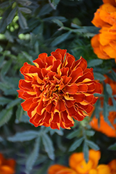 Durango Red Marigold (Tagetes patula 'Durango Red') at Schulte's Greenhouse & Nursery