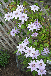 Nelly Moser Clematis (Clematis 'Nelly Moser') at Schulte's Greenhouse & Nursery