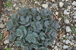 Rock 'N Grow Superstar Stonecrop (Sedum 'Superstar') at Schulte's Greenhouse & Nursery