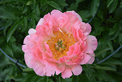 Coral Sunset Peony (Paeonia 'Coral Sunset') at Schulte's Greenhouse & Nursery