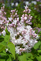 Beauty of Moscow Lilac (Syringa vulgaris 'Beauty of Moscow') at Schulte's Greenhouse & Nursery