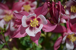 Origami Rose and White Columbine (Aquilegia 'Origami Rose and White') at Schulte's Greenhouse & Nursery