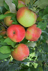 Honeycrisp Apple (Malus 'Honeycrisp') at Schulte's Greenhouse & Nursery