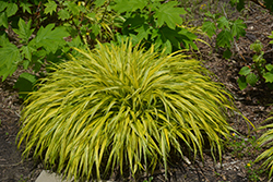 Golden Variegated Hakone Grass (Hakonechloa macra 'Aureola') at Schulte's Greenhouse & Nursery