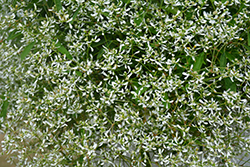 Diamond Frost Euphorbia (Euphorbia 'INNEUPHDIA') at Schulte's Greenhouse & Nursery