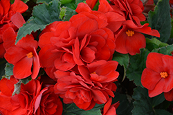 Nonstop Deep Red Begonia (Begonia 'Nonstop Deep Red') at Schulte's Greenhouse & Nursery