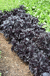 Purple Ruffles Basil (Ocimum basilicum 'Purple Ruffles') at Schulte's Greenhouse & Nursery