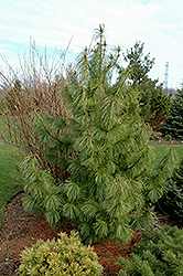 Jack Corbit Korean Pine (Pinus koraiensis 'Jack Corbit') at Schulte's Greenhouse & Nursery