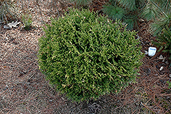 Tiny Tim Arborvitae (Thuja occidentalis 'Tiny Tim') at Schulte's Greenhouse & Nursery