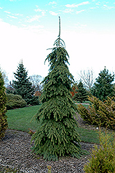 Weeping White Spruce (Picea glauca 'Pendula') at Schulte's Greenhouse & Nursery