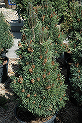 Columnar Mugo Pine (Pinus mugo 'Columnaris') at Schulte's Greenhouse & Nursery