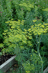 Dill (Anethum graveolens) at Schulte's Greenhouse & Nursery