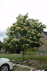 Japanese Tree Lilac (Syringa reticulata) at Schulte's Greenhouse & Nursery