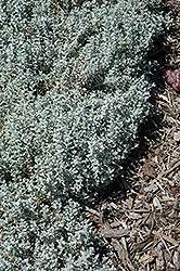 Yo Yo Snow-In-Summer (Cerastium tomentosum 'Yo Yo') at Schulte's Greenhouse & Nursery