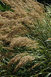 Silver Spike Grass (Achnatherum calamagrostis) at Schulte's Greenhouse & Nursery