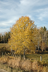 Trembling Aspen (Populus tremuloides) at Schulte's Greenhouse & Nursery