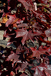Crimson Sunset Maple (Acer 'JFS-KW202') at Schulte's Greenhouse & Nursery