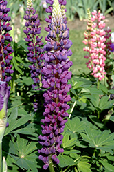 Popsicle Blue Lupine (Lupinus 'Popsicle Blue') at Schulte's Greenhouse & Nursery