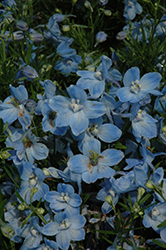 Summer Blues Delphinium (Delphinium grandiflorum 'Summer Blues') at Schulte's Greenhouse & Nursery