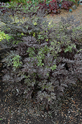 Black Negligee Bugbane (Cimicifuga racemosa 'Black Negligee') at Schulte's Greenhouse & Nursery