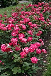 Double Knock Out Rose (Rosa 'Radtko') at Schulte's Greenhouse & Nursery