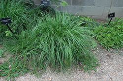 Silver Spike Grass (Achnatherum calamagrostis) at Schulte's Greenhouse & Nursery