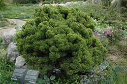 Sherwood Compact Mugo Pine (Pinus mugo 'Sherwood Compact') at Schulte's Greenhouse & Nursery