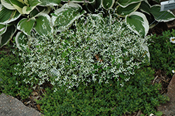Diamond Frost Euphorbia (Euphorbia 'INNEUPHDIA') at Schulte's Greenhouse & Nursery