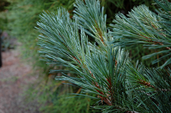 Cesarini Blue Limber Pine (Pinus flexilis 'Cesarini Blue') at Schulte's Greenhouse & Nursery
