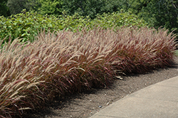 Purple Fountain Grass (Pennisetum setaceum 'Rubrum') at Schulte's Greenhouse & Nursery