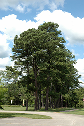 Austrian Pine (Pinus nigra) at Schulte's Greenhouse & Nursery