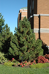 Tannenbaum Mugo Pine (Pinus mugo 'Tannenbaum') at Schulte's Greenhouse & Nursery