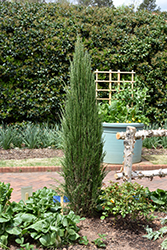 Blue Arrow Juniper (Juniperus scopulorum 'Blue Arrow') at Schulte's Greenhouse & Nursery