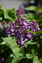 Prairie Petite Lilac (Syringa vulgaris 'Prairie Petite') at Schulte's Greenhouse & Nursery